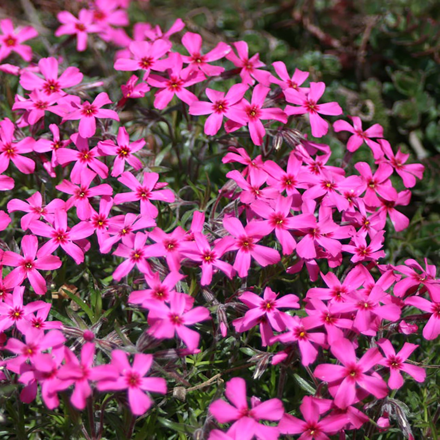 Scarlet Flame Moss Phlox/Creeping Phlox 1 Gallon