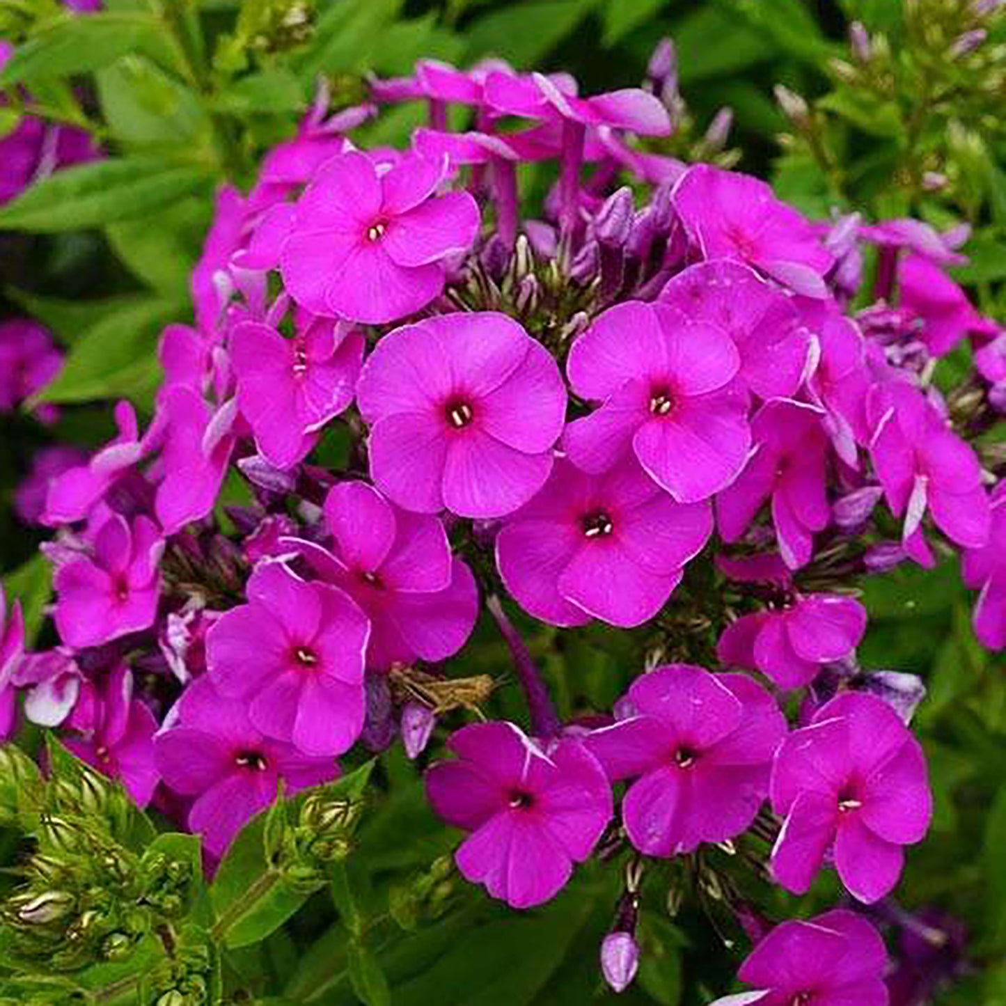 Purple Phlox 1 Gallon