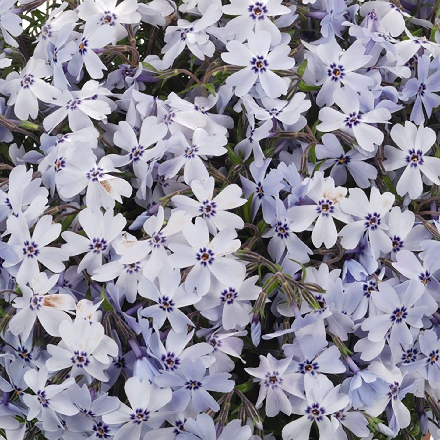 Blue Creeping Phlox