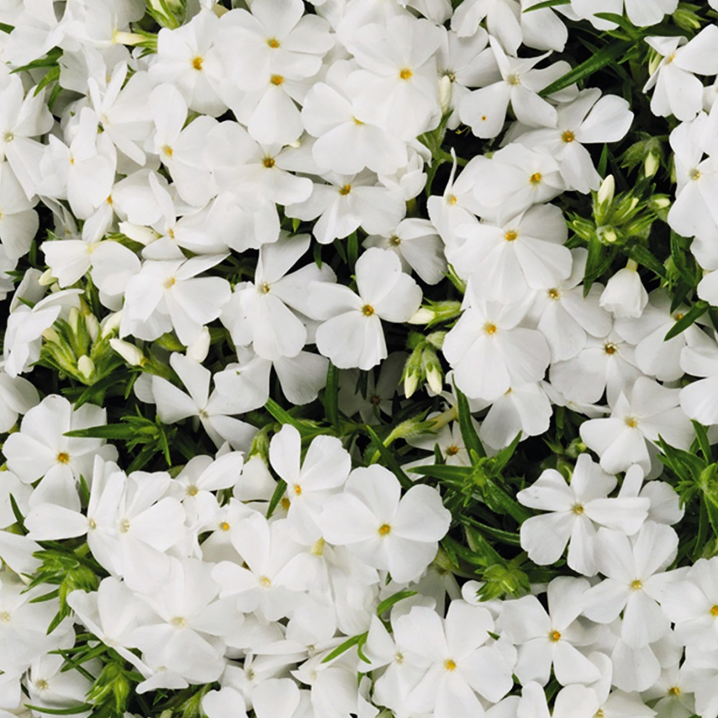 White Creeping Phlox 1 Gallon