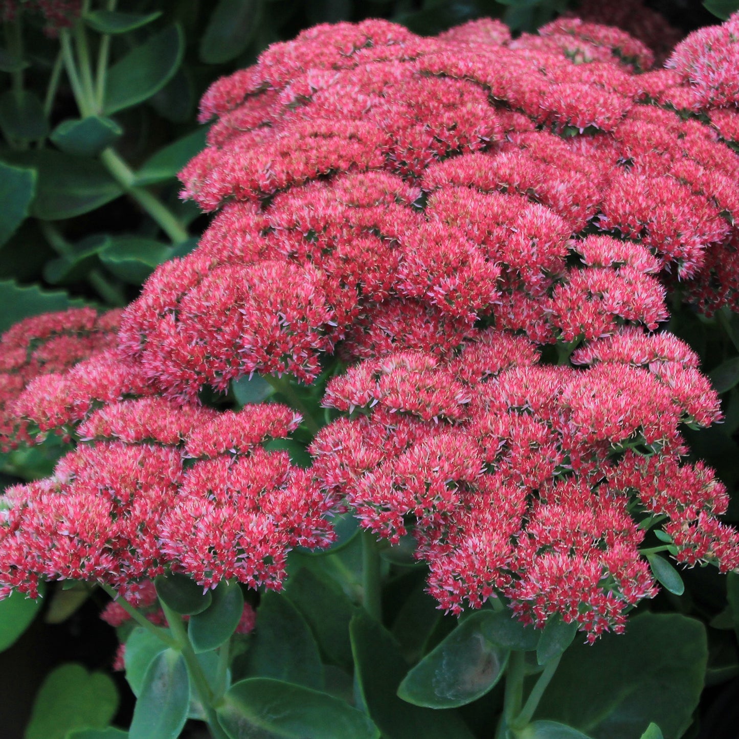 Autumn Joy Stonecrop 1 Gallon