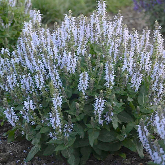 Bumblesky Sage 1 Gallon