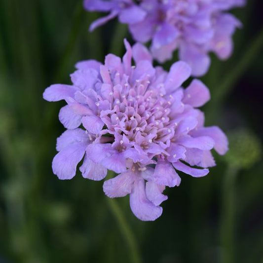 Deep Blue Pincushion Flower 1 Gallon