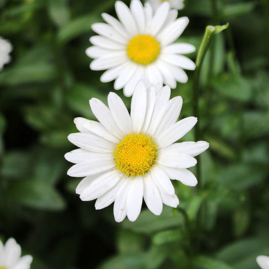 Becky Shasta Daisy 1 Gallon