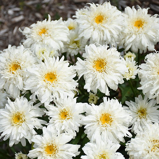 Marshmallow Shasta Daisy 1 Gallon