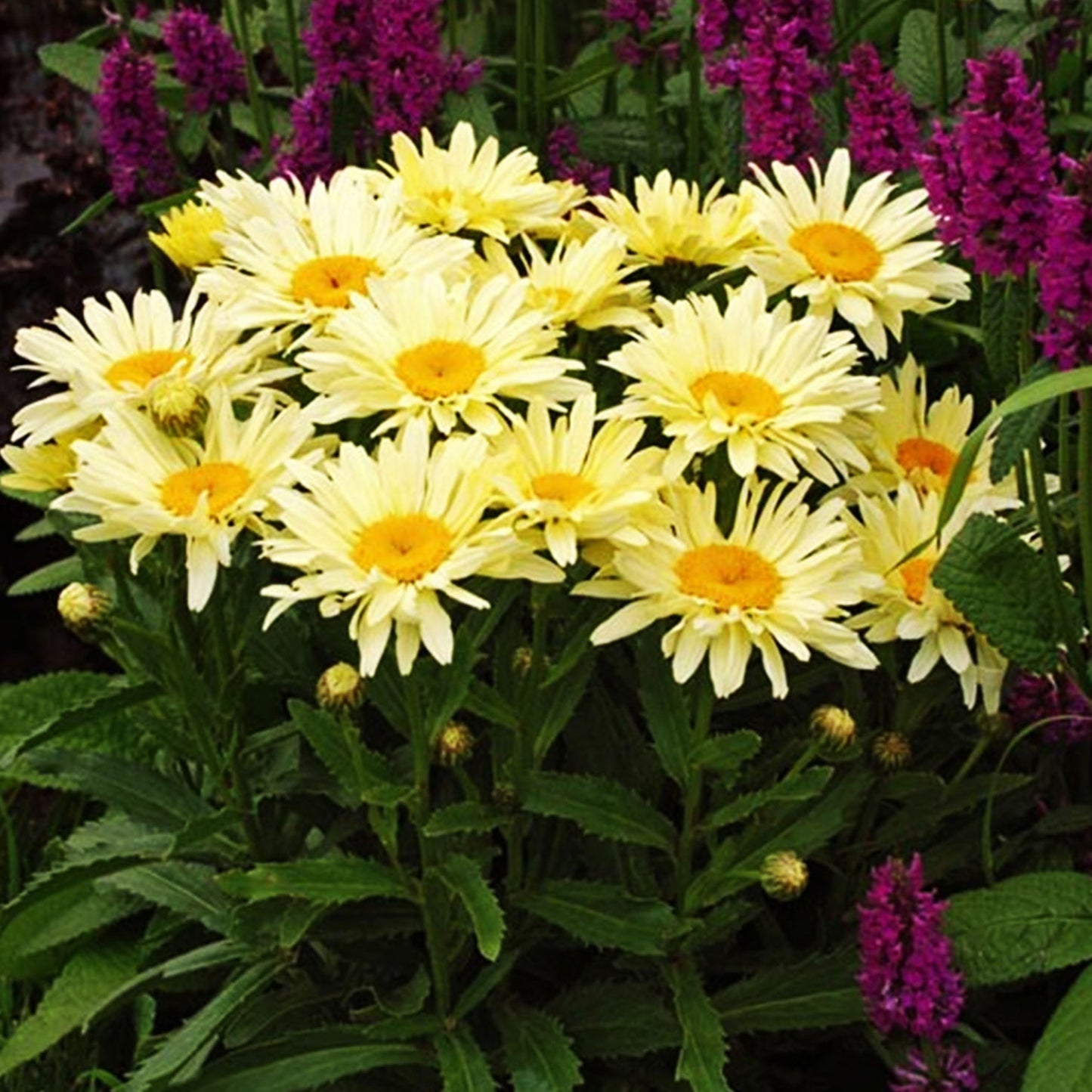 Real Charmer Shasta Daisy 1 Gallon