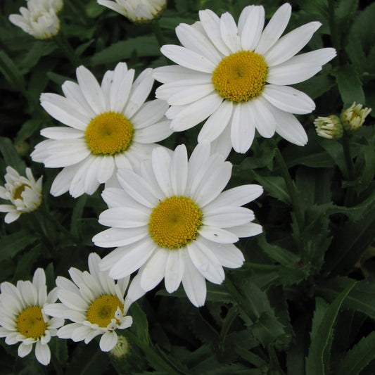 Snowcap Shasta Daisy 1 Gallon