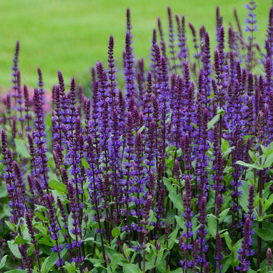 Caradonna Meadow Sage 2 Gallon