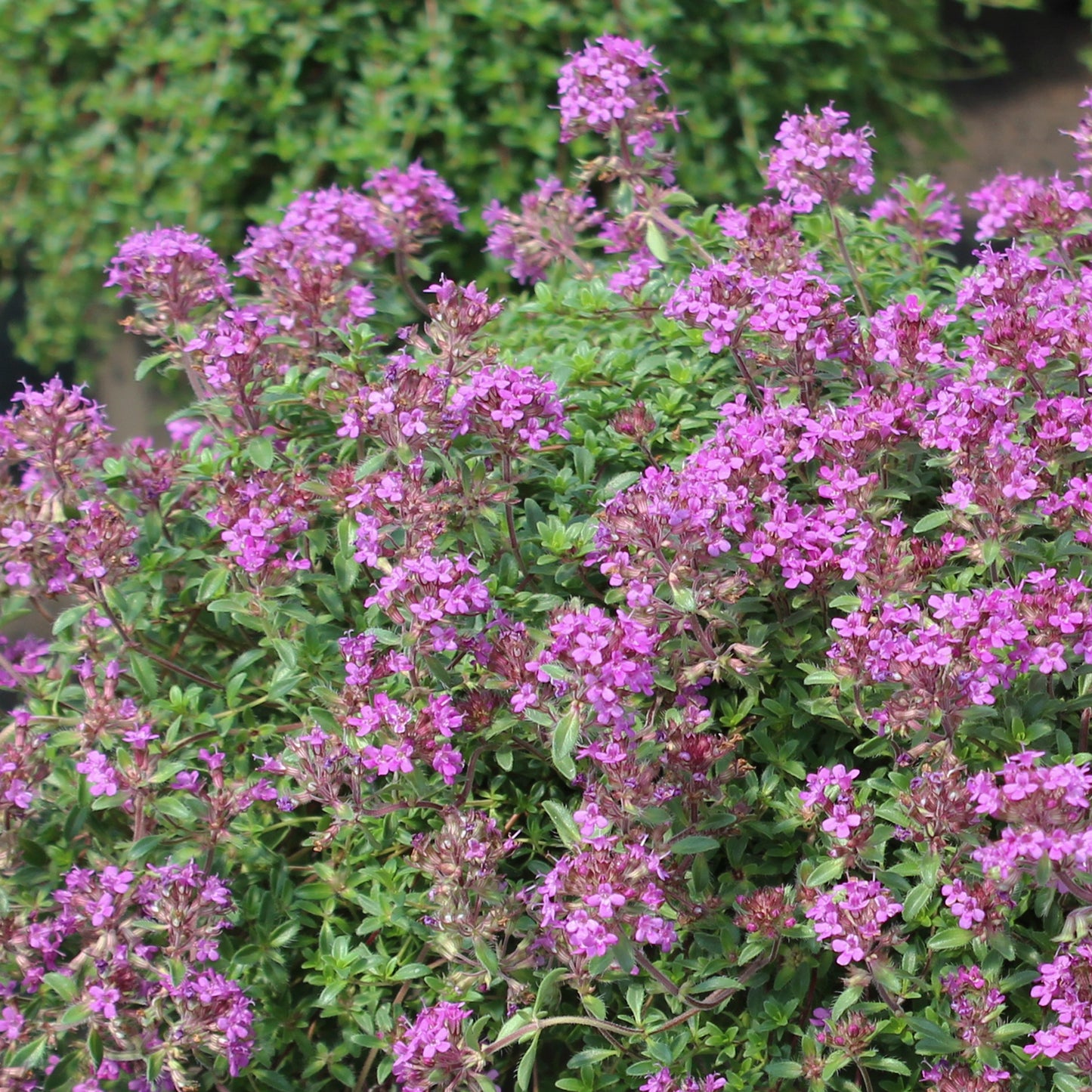 Creeping Thyme 1 Gallon