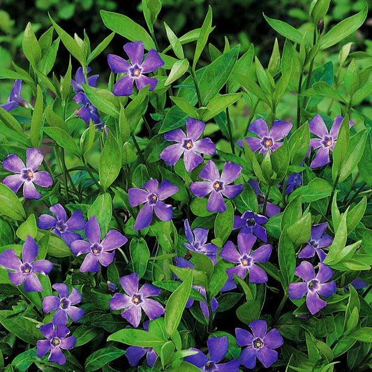 Bowles Periwinkle 1 Gallon