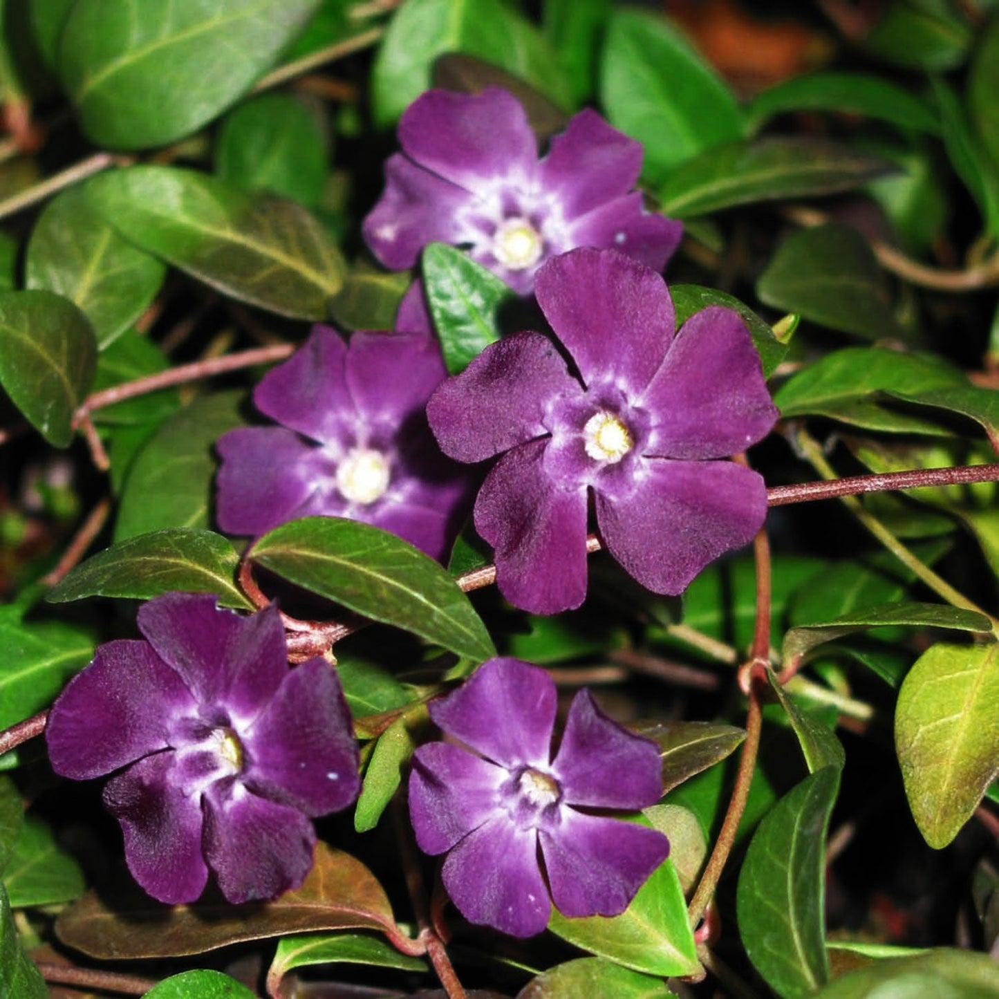 Atropurpurea Periwinkle