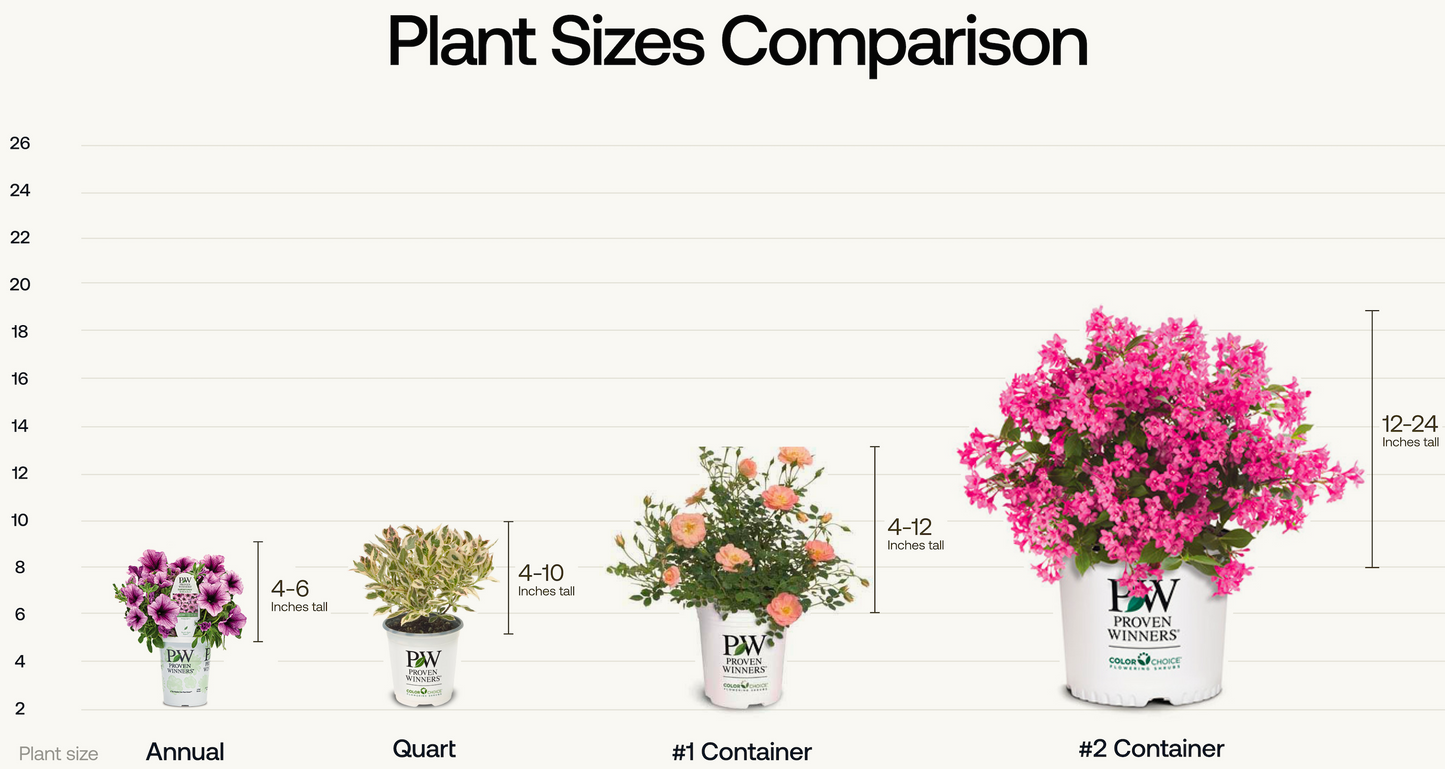 Lantana Luscious Royale Cosmos