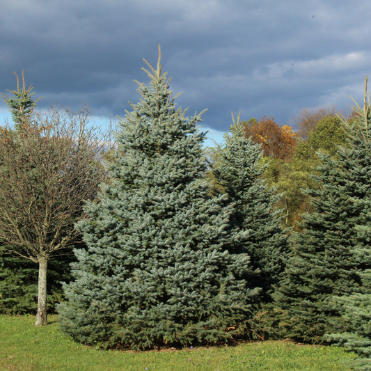 Baby Blue-Spruce 3 Gallon