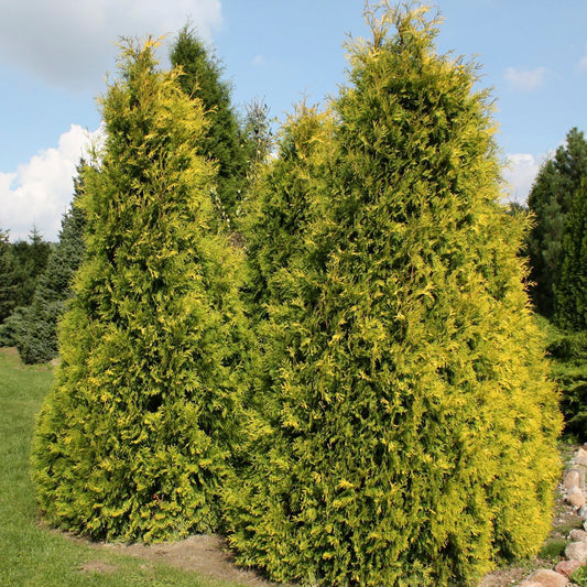 Yellow Ribbon Cedar 2 Gallon