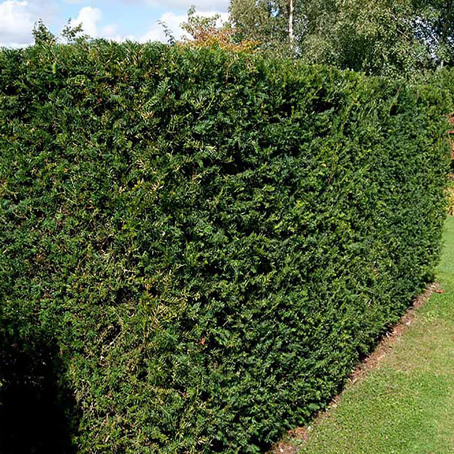 Dense Yew