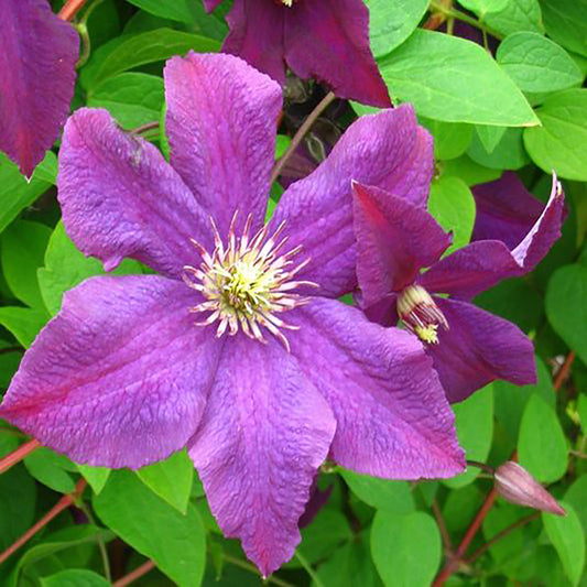 Jackmanii Clematis 1 Gallon