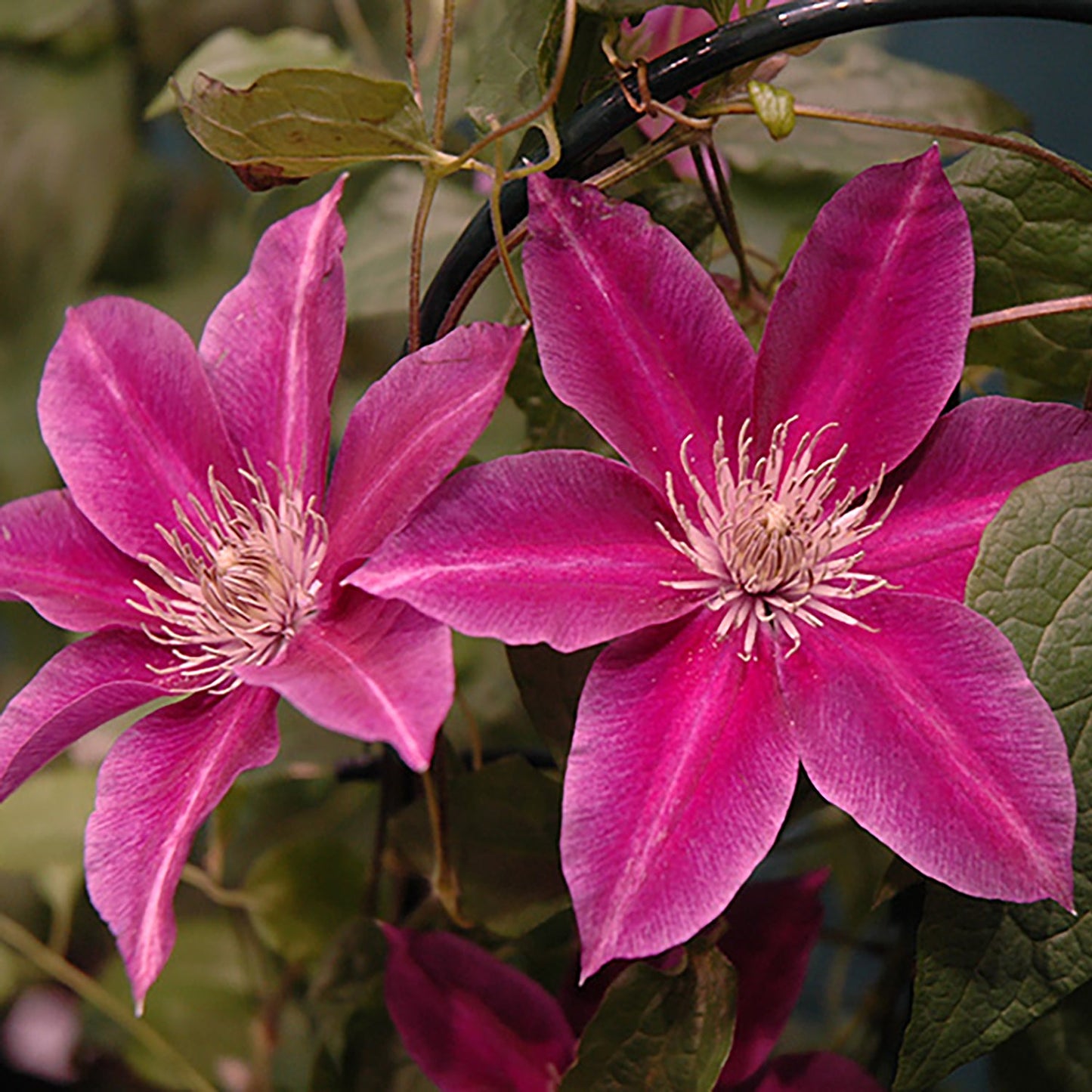 Killian Donahue Clematis