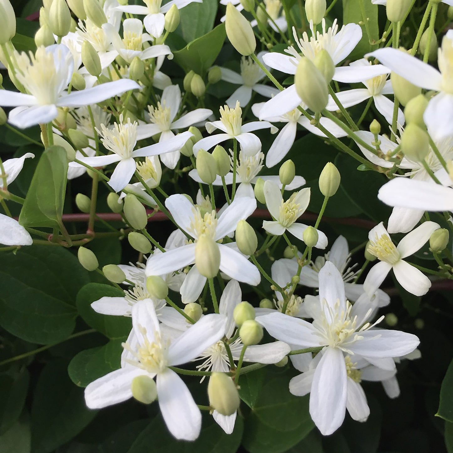 Paniculata Clematis 1 Gallon