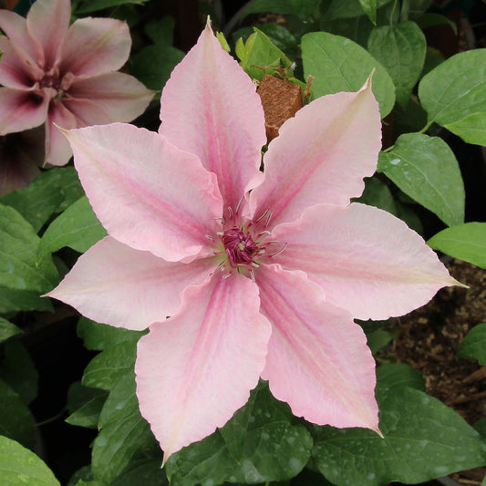 Pink Fantasy Clematis