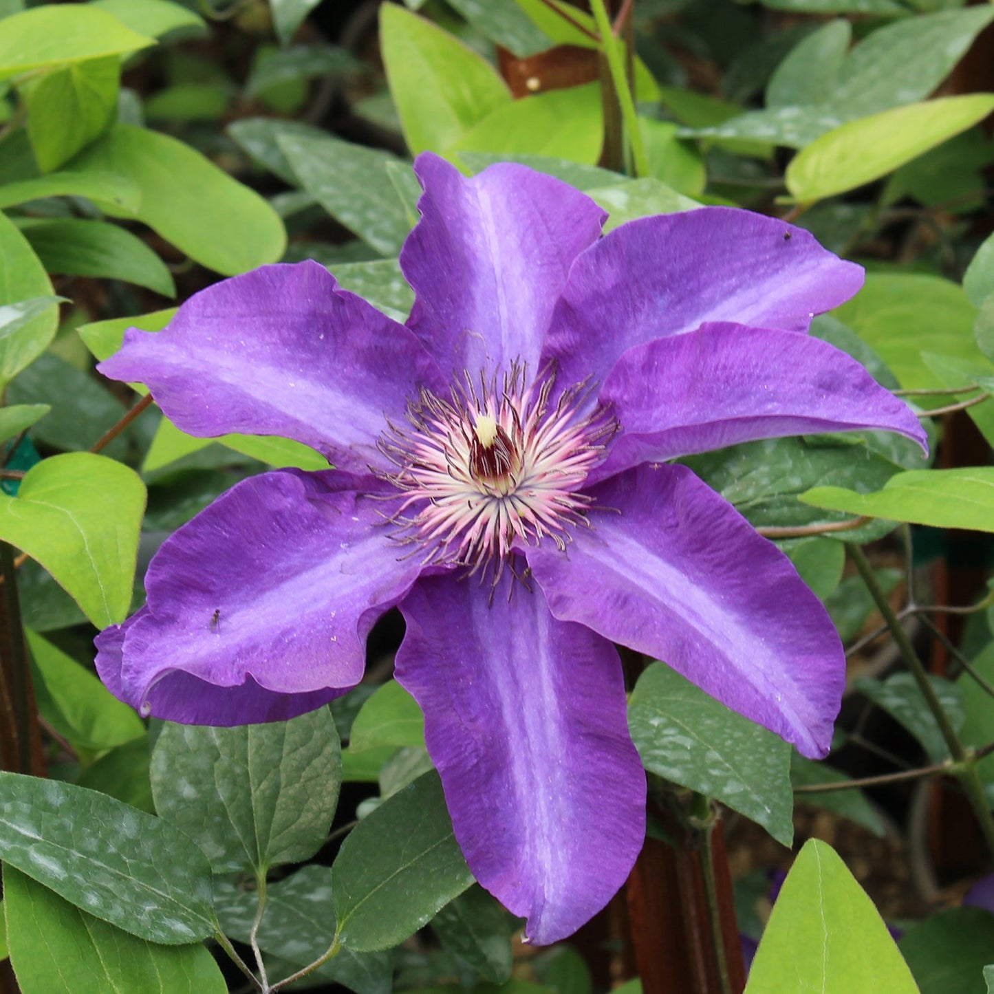 The President Clematis