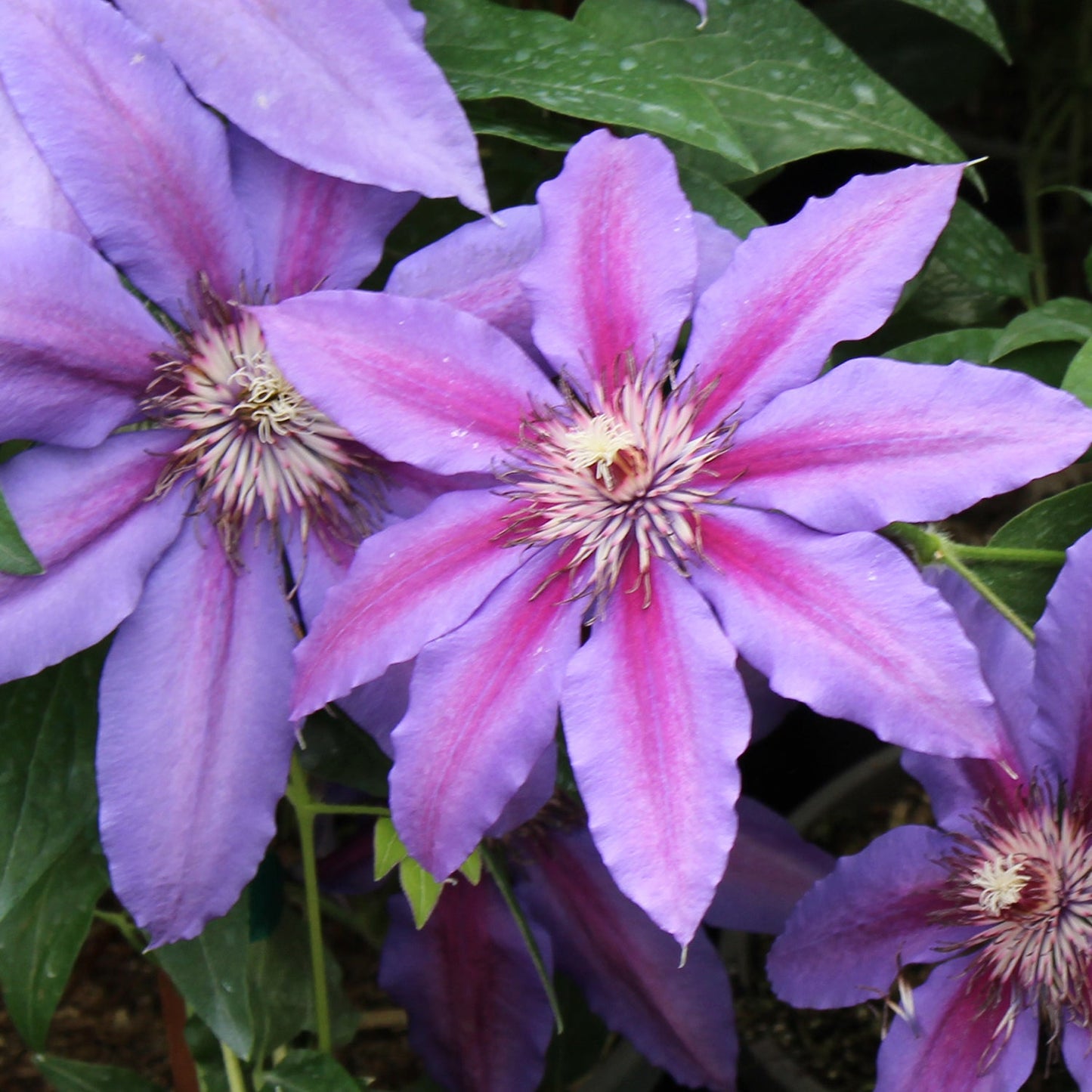 Starry Nights Clematis