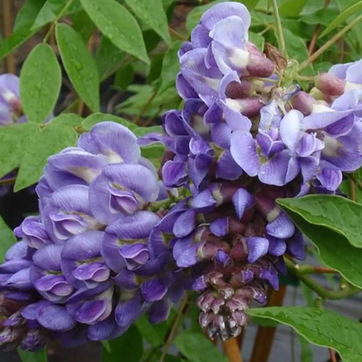 Longwood Purple Wisteria