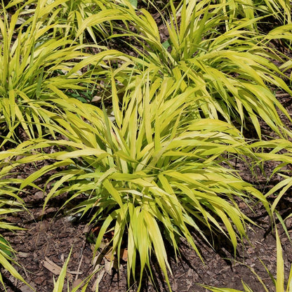 All Gold Forest Grass - LandscapeDirect