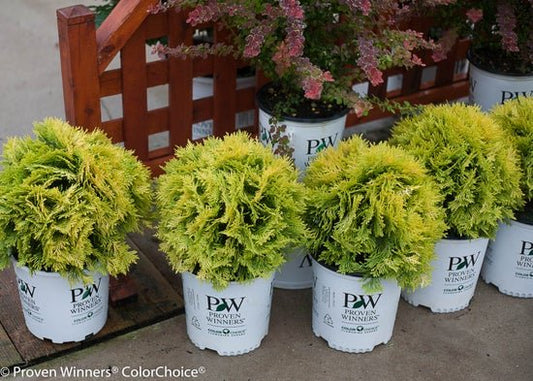 Anna's Magic Ball Arborvitae - LandscapeDirect