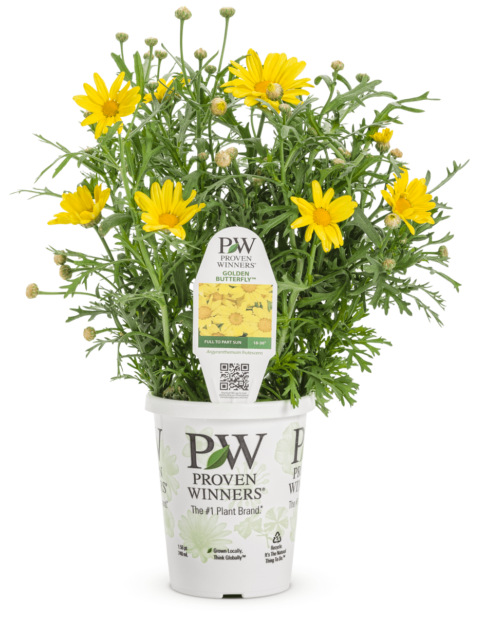 Argyranthemum Butterfly Golden - LandscapeDirect