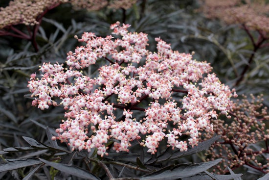 Black Lace¬¨¬Æ  Elderberry 