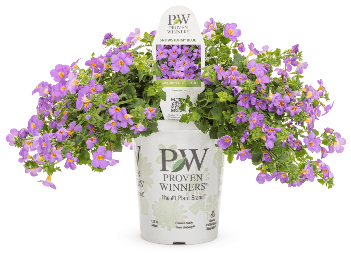 Bacopa Snowstorm Blue - LandscapeDirect