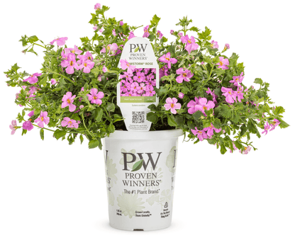 Bacopa Snowstorm Rose - LandscapeDirect