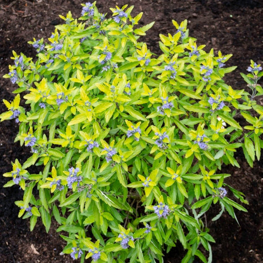 Beekeeper - Bluebeard - LandscapeDirect