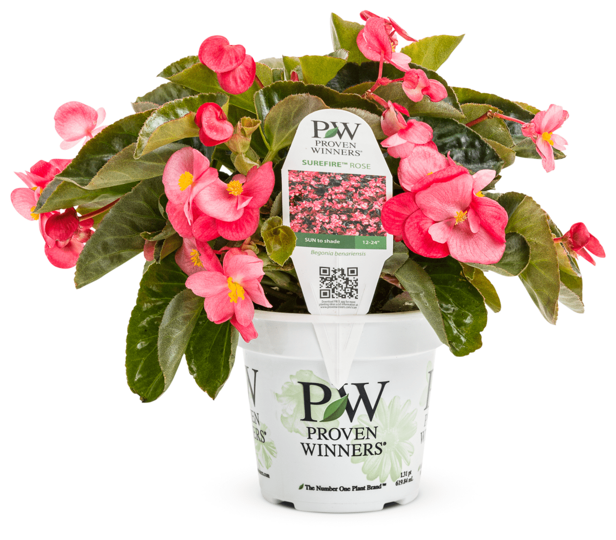 Begonia Surefire Rose - LandscapeDirect
