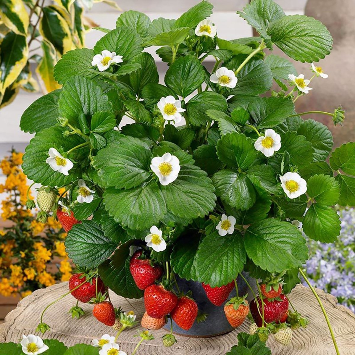 Berries Galore White Strawberry - LandscapeDirect