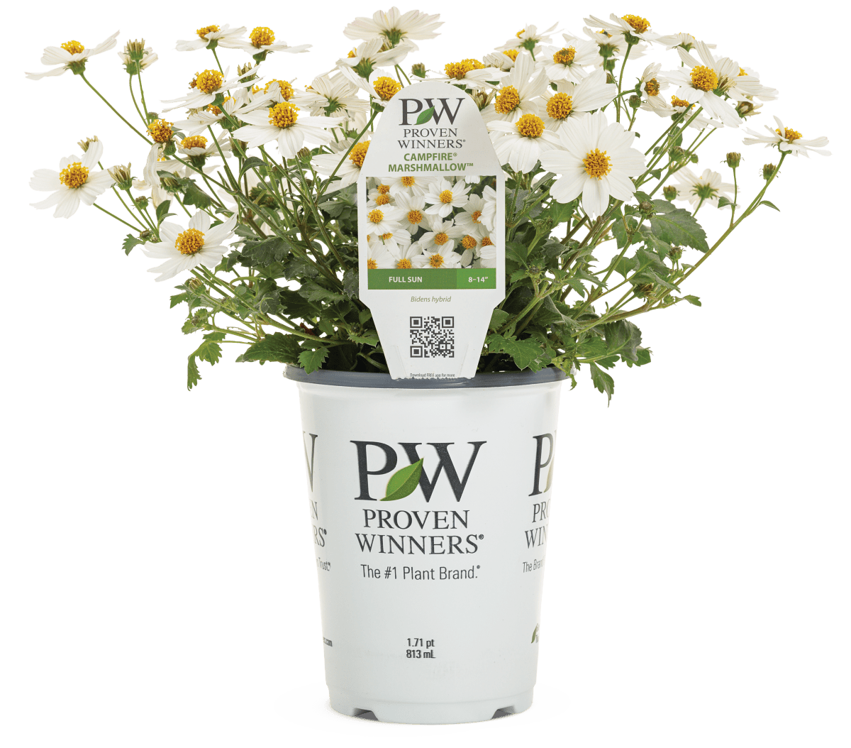 Bidens Campfire Marshmallow - LandscapeDirect