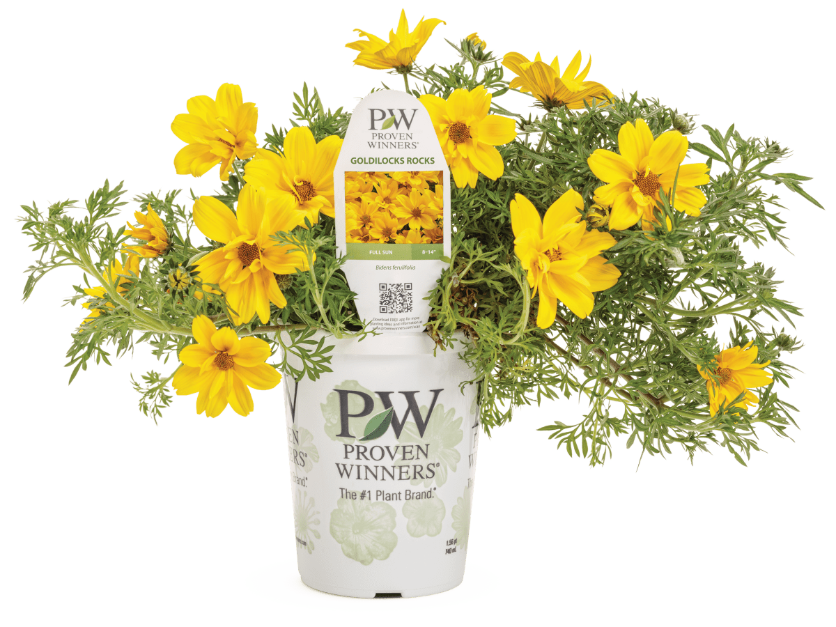 Bidens Goldilocks Rocks - LandscapeDirect