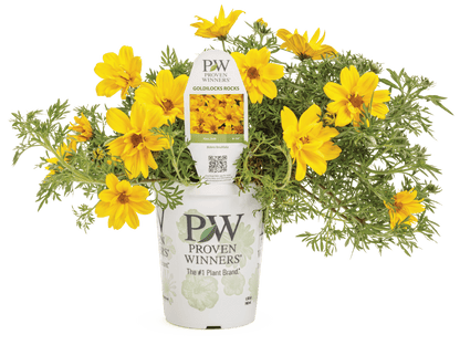 Bidens Goldilocks Rocks - LandscapeDirect