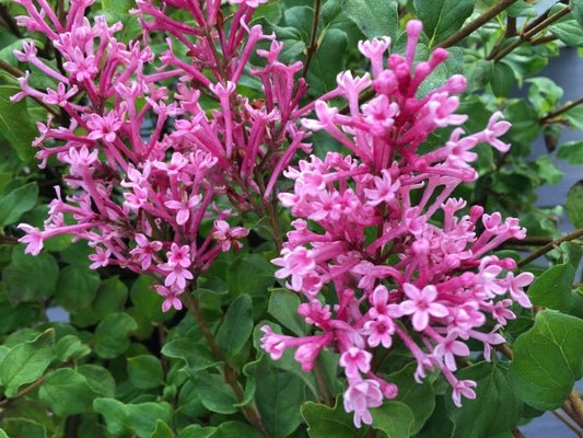 Bloomerang Dwarf Pink Reblooming Lilac - LandscapeDirect