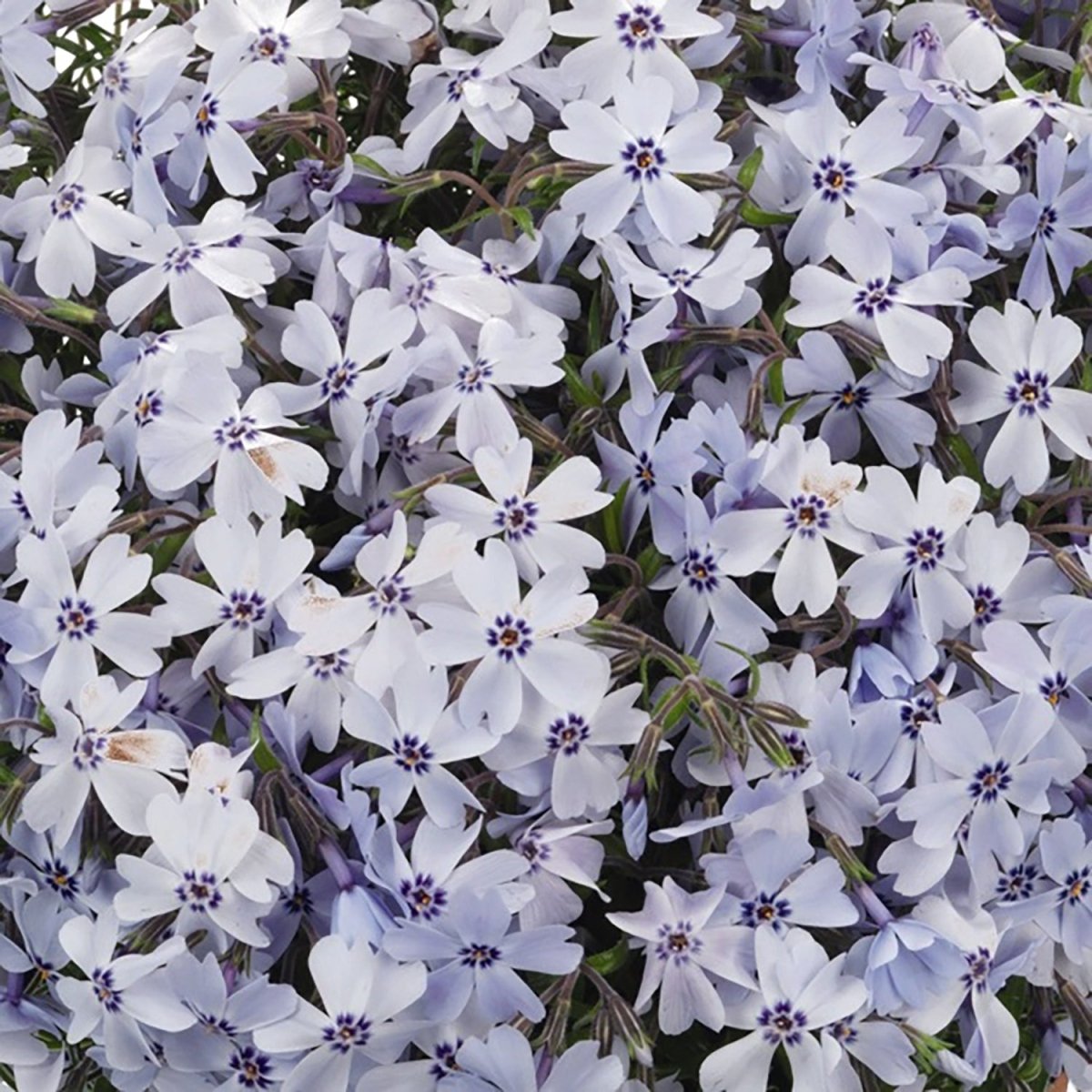 Blue Creeping Phlox - LandscapeDirect