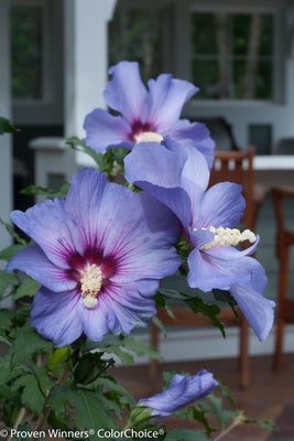 Azurri Blue Satin¬¨¬Æ  Rose of Sharon 