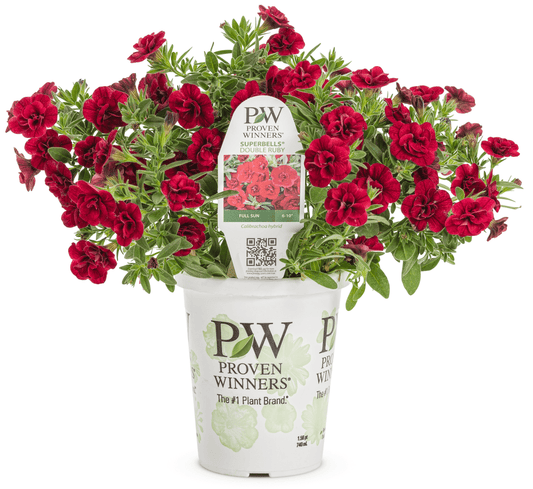Calibrachoa Superbells Double Ruby - LandscapeDirect