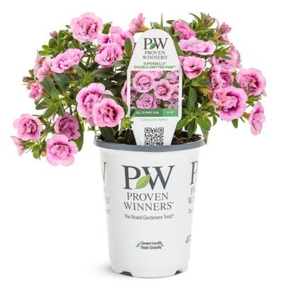 Calibrachoa Superbells Double Smitten Pink - LandscapeDirect
