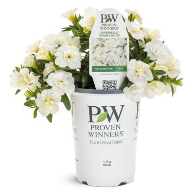 Calibrachoa Superbells Double White - LandscapeDirect