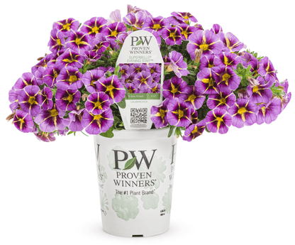 Calibrachoa Superbells Evening Star - LandscapeDirect