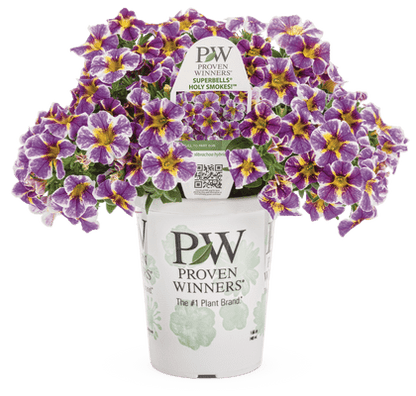 Calibrachoa Superbells Holy Smokes! - LandscapeDirect