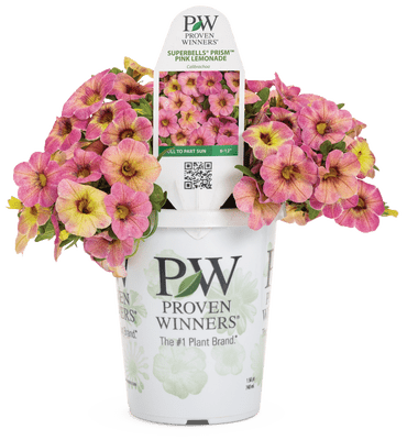 Calibrachoa Superbells Magic Pink Lemonade - LandscapeDirect