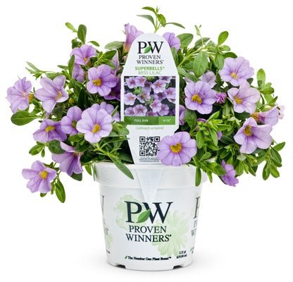 Calibrachoa Superbells Miss Lilac - LandscapeDirect
