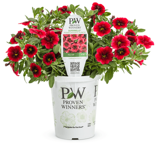Calibrachoa Superbells Pomegranate Punch - LandscapeDirect