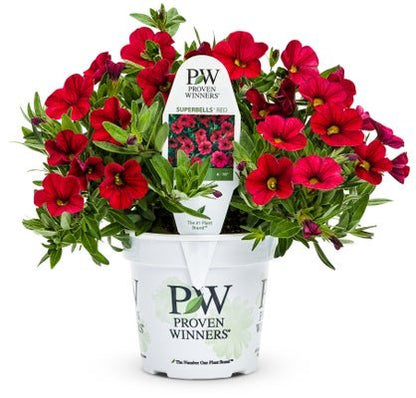 Calibrachoa Superbells Red - LandscapeDirect